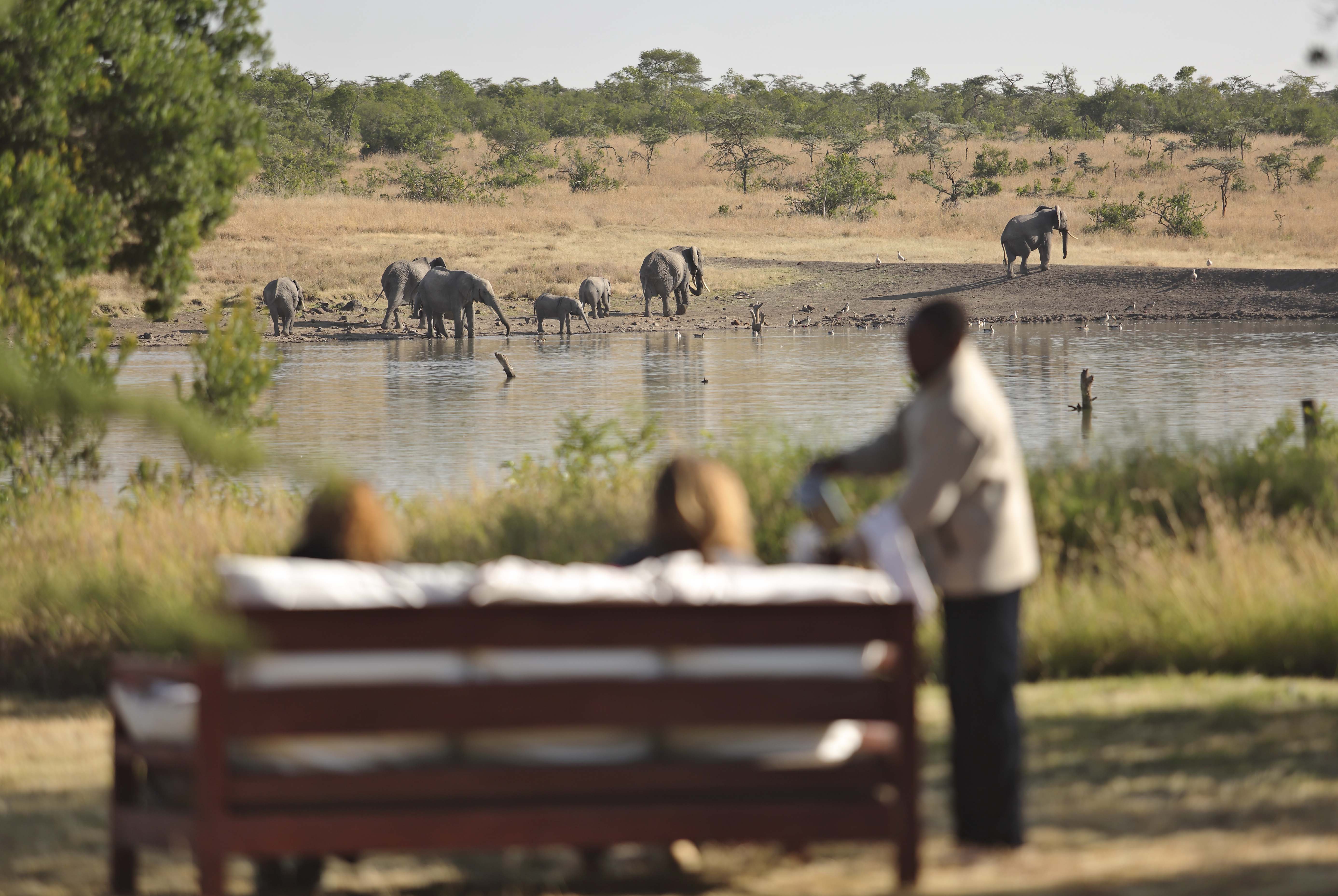 Breakfast with Elephants
