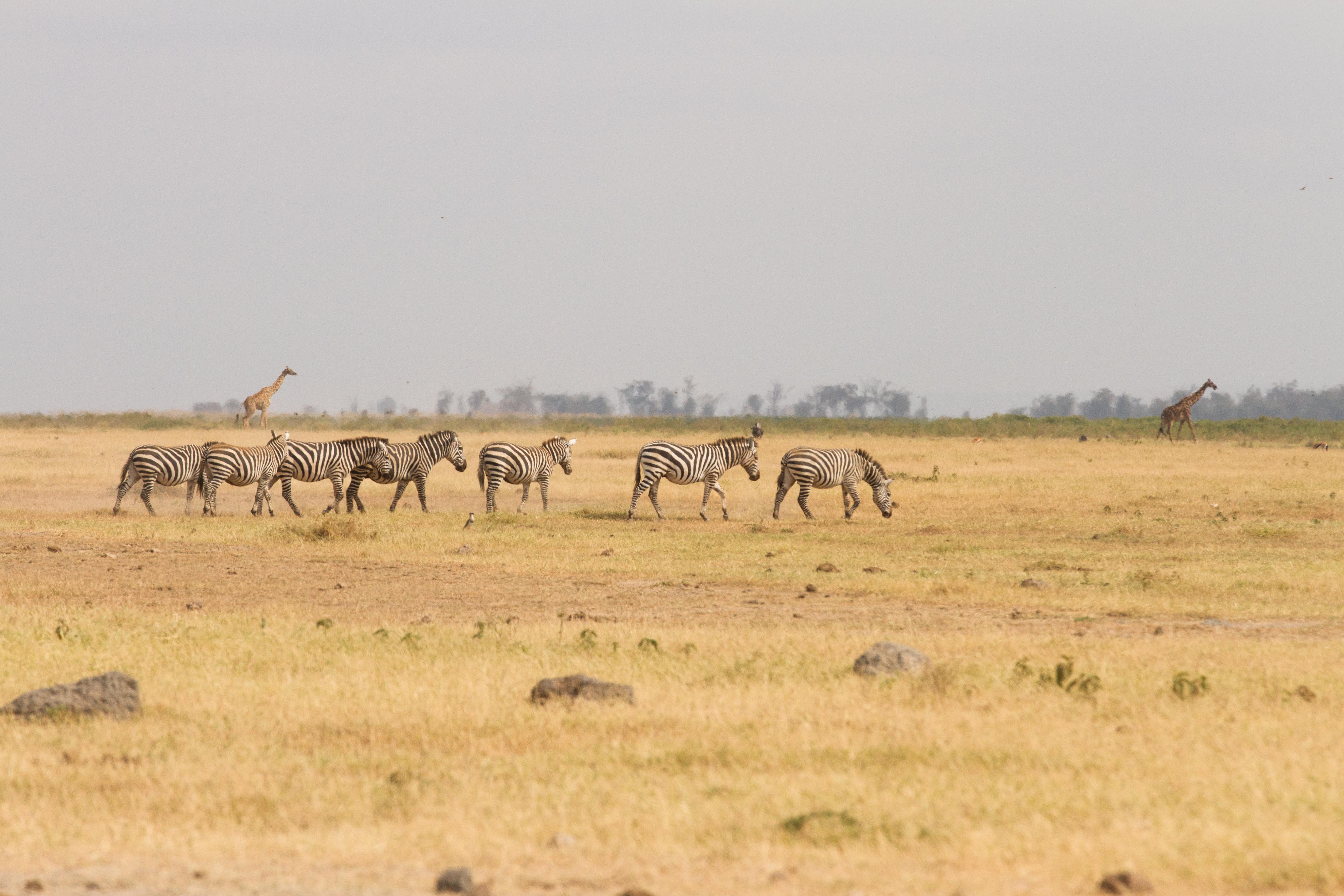 Amboseli plains