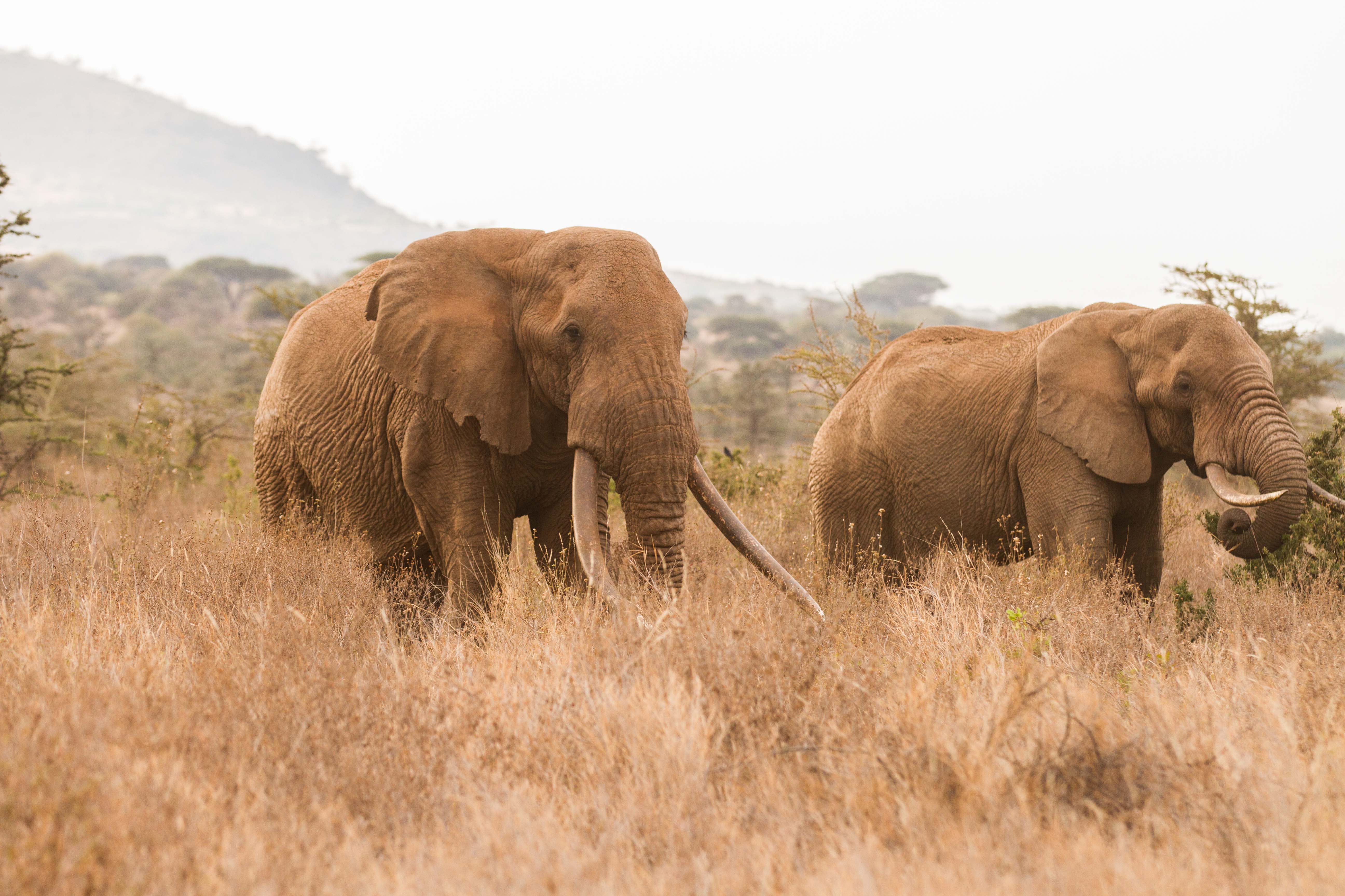 Amboseli tusker