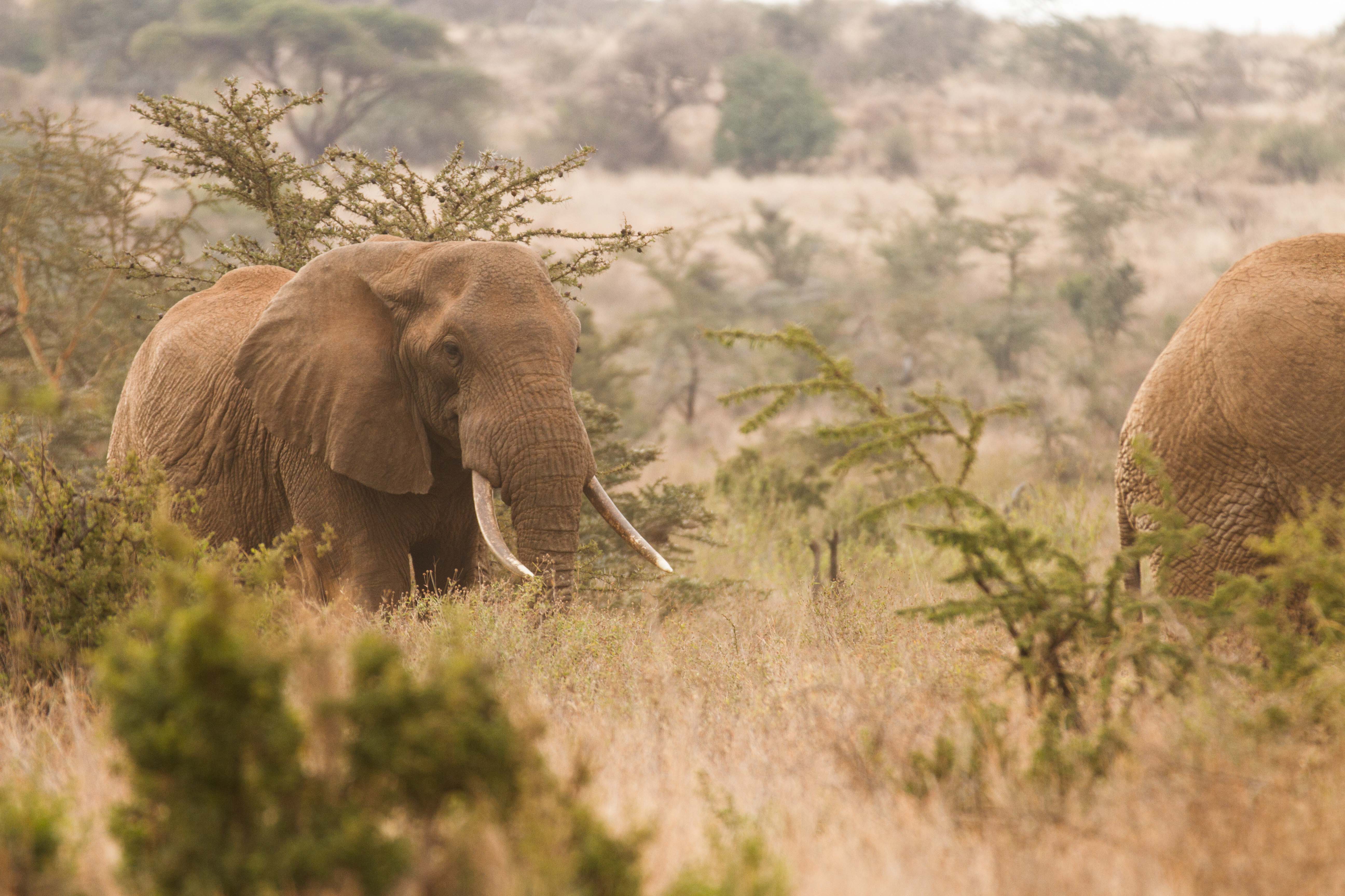 Amboseli herd