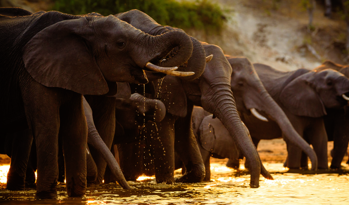 chobe