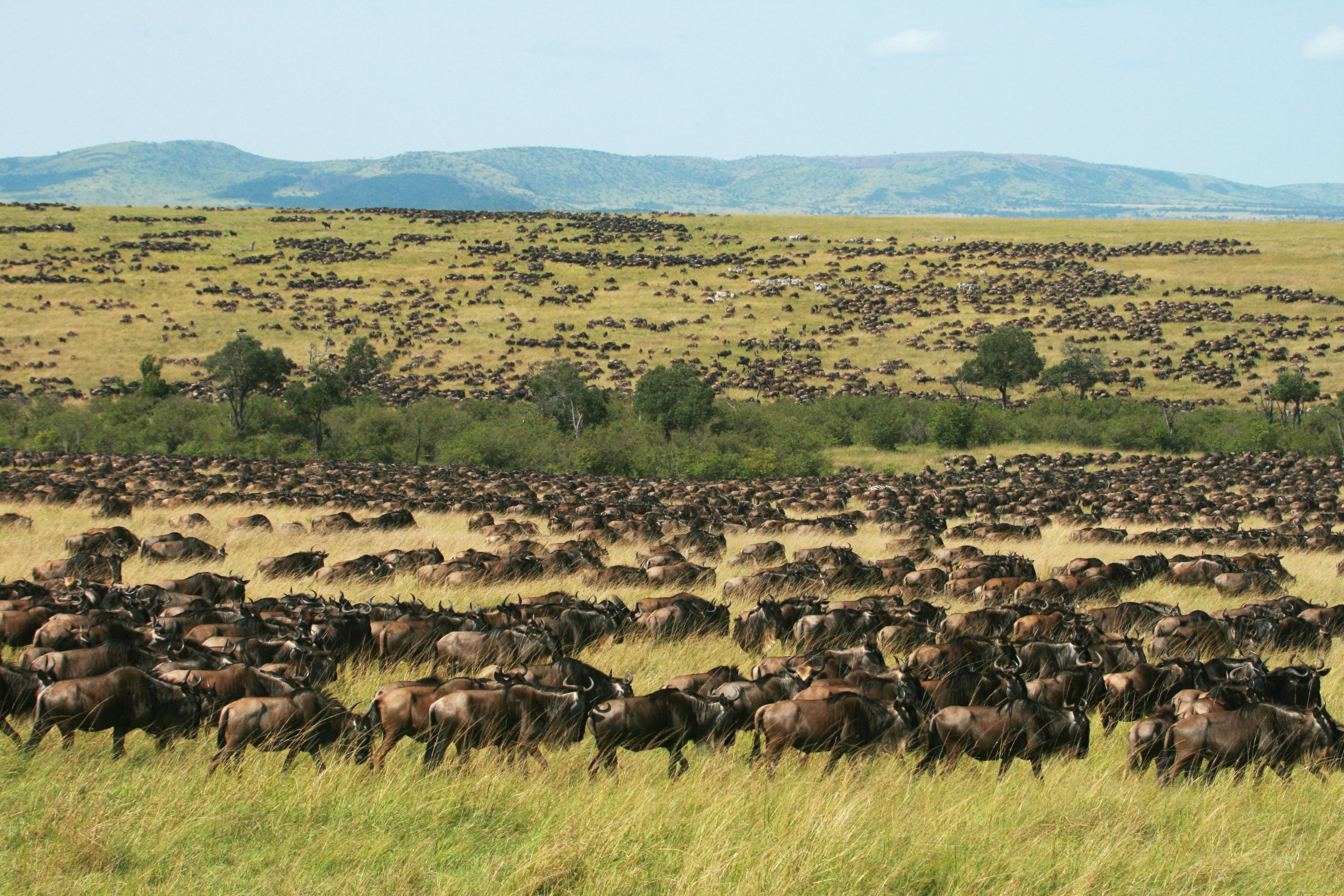 Elephants and Wildebeest