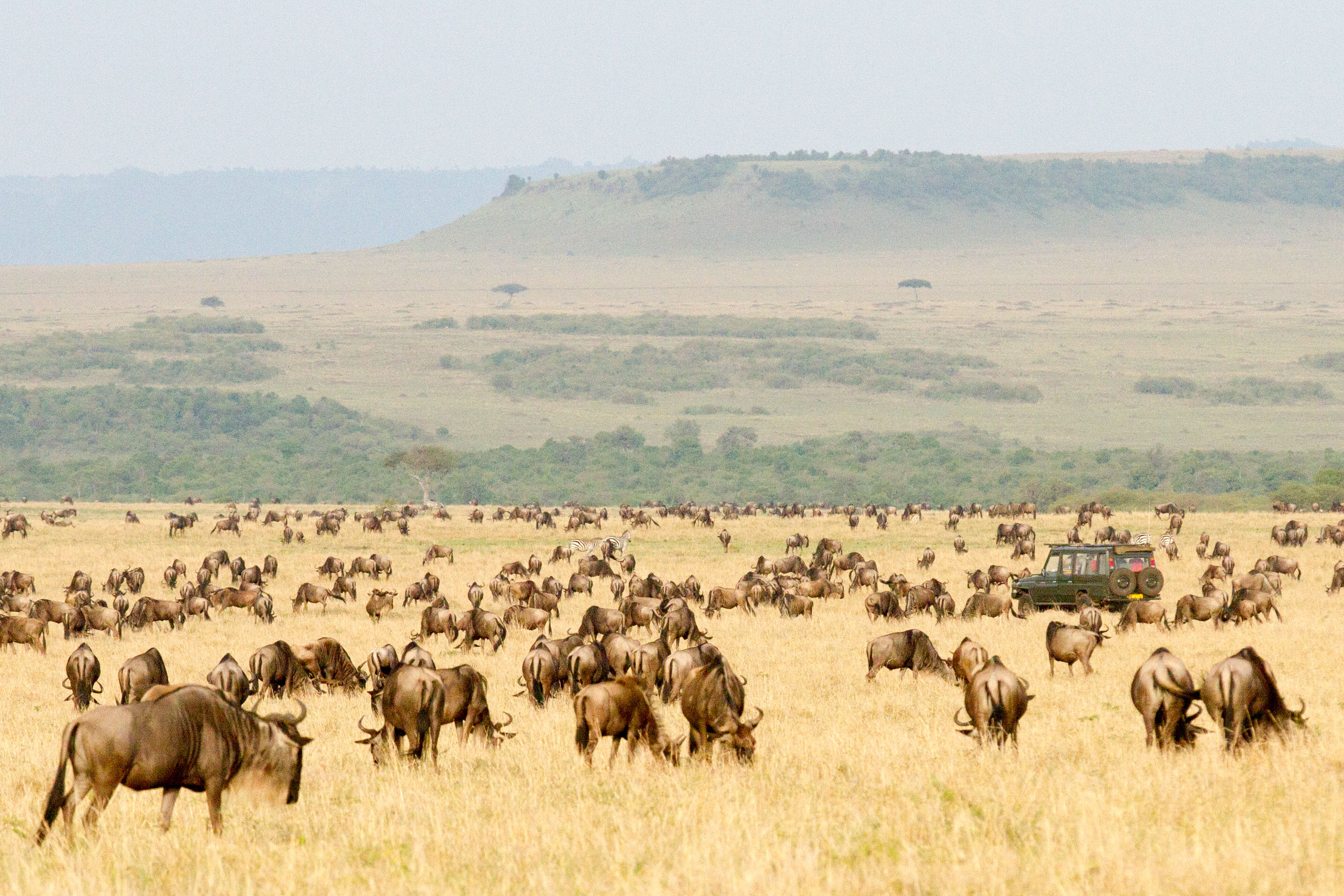 Maasai Mara Game Drive