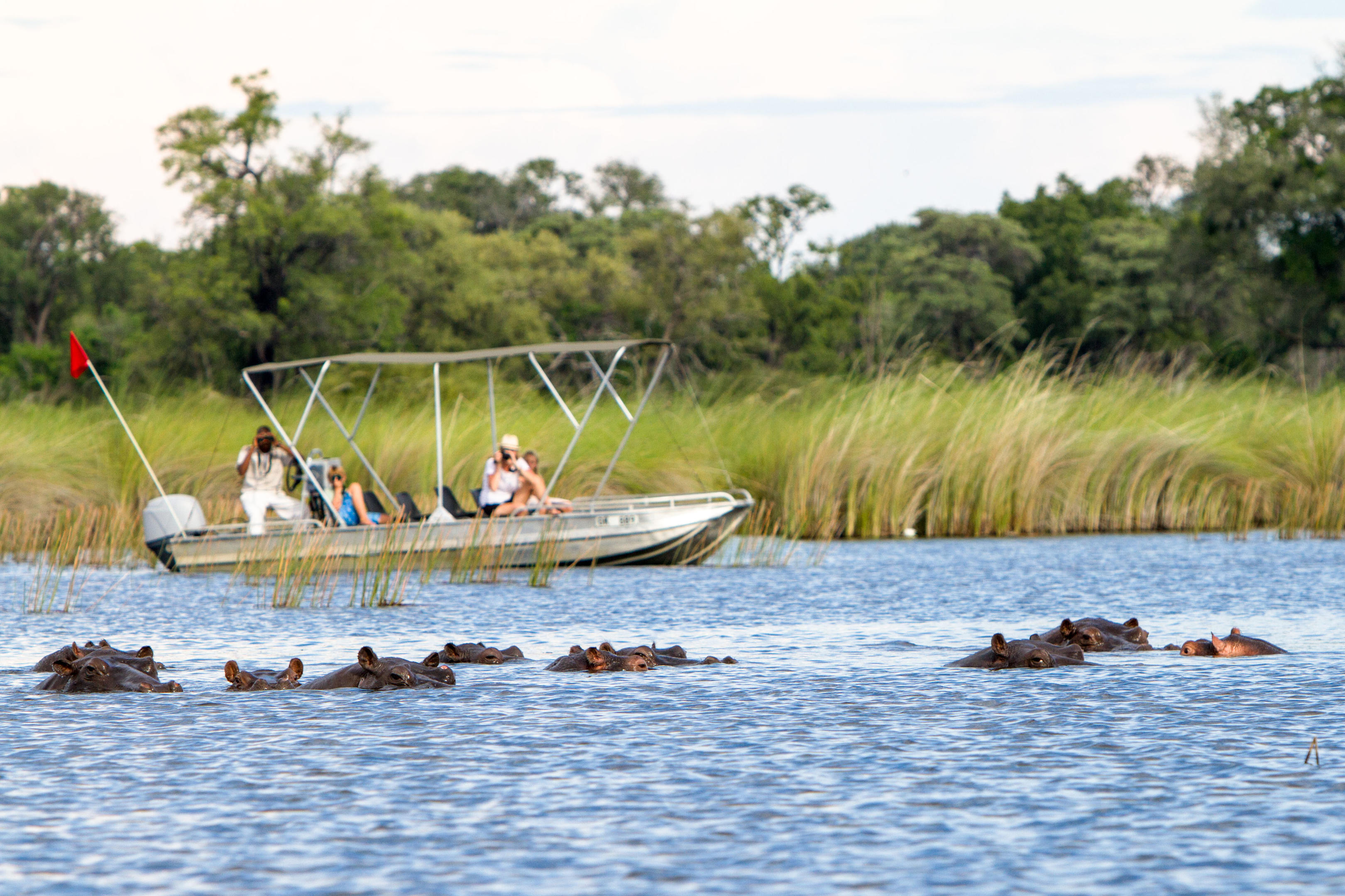 Moremi, Moremi Game Reserve, Botswana