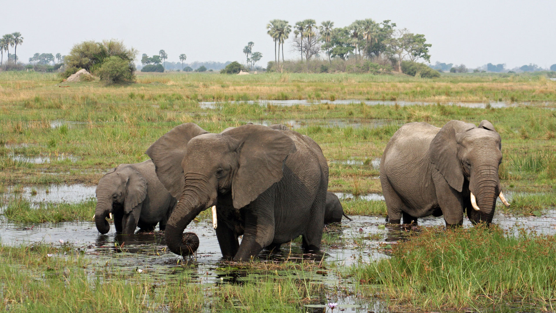 Moremi, Moremi Game Reserve, Botswana