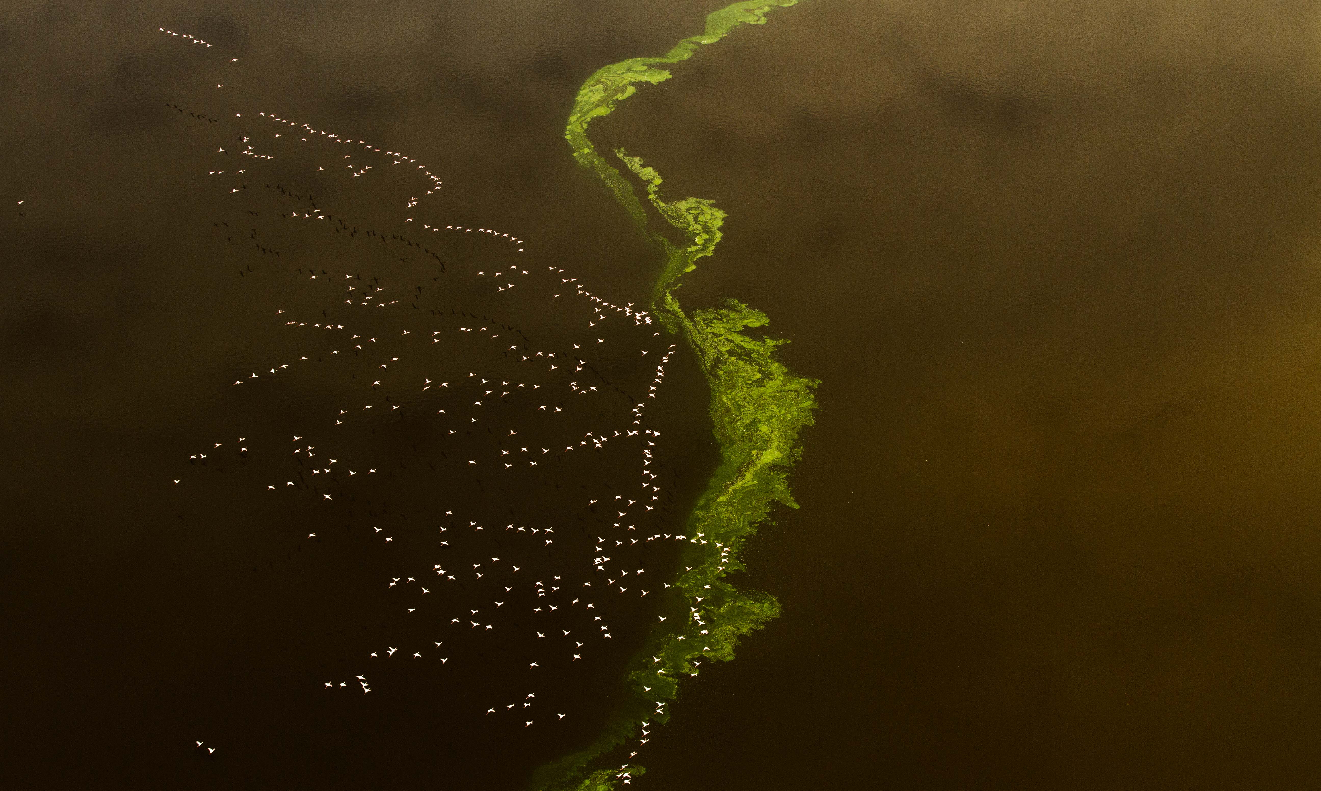 Shompole Lake Magadi flamingoes