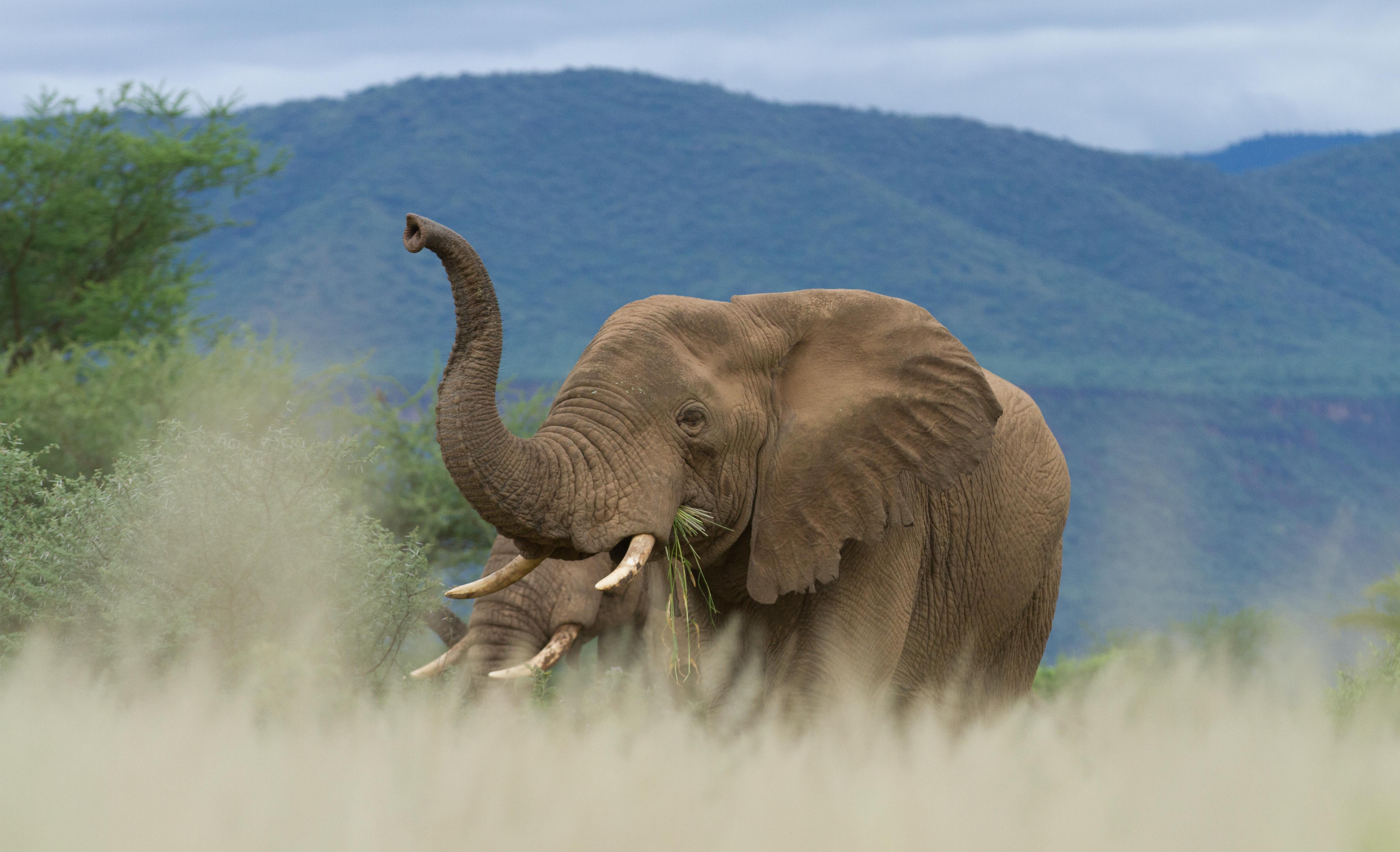 Shompole elephants