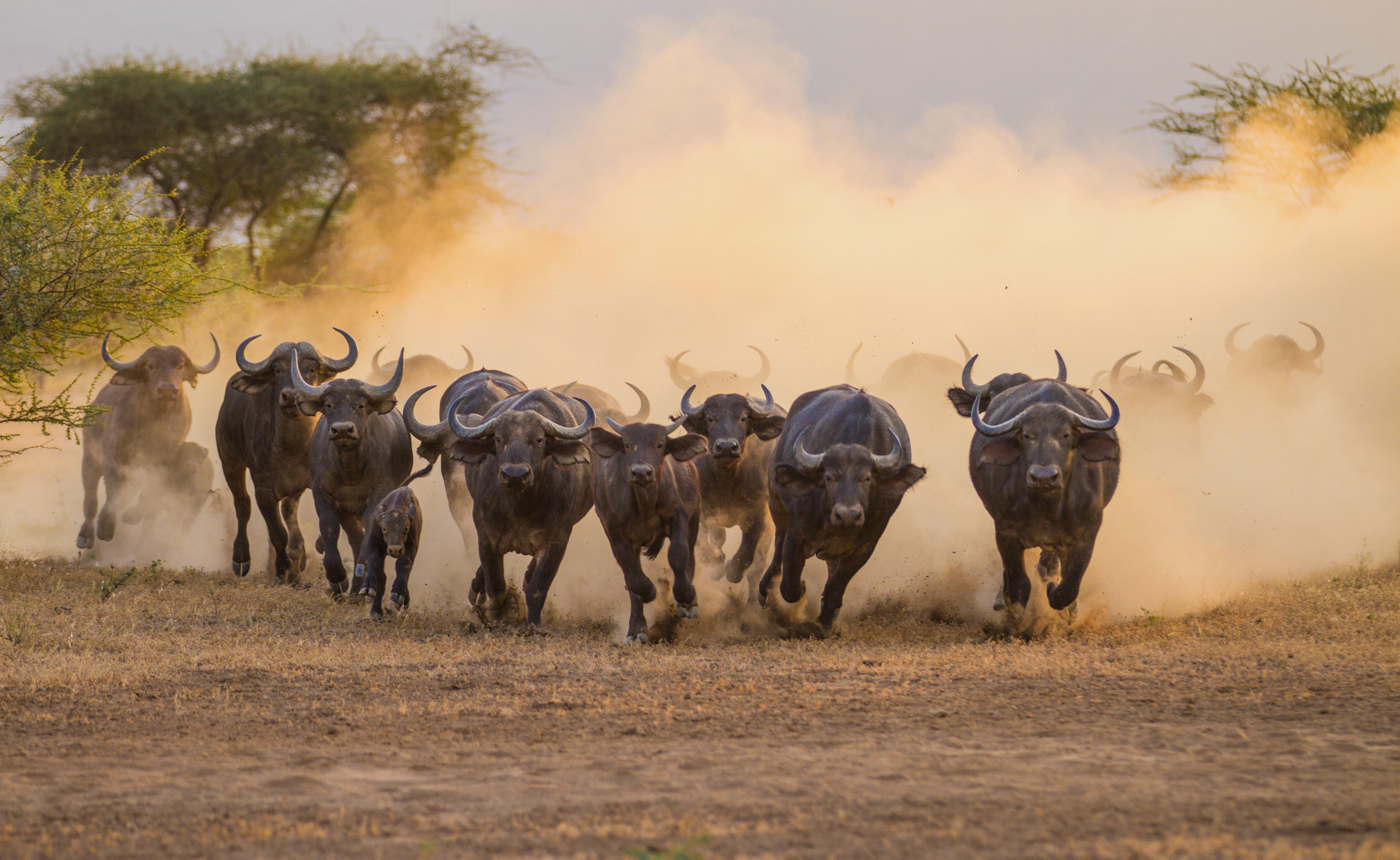 Shompole buffalo running