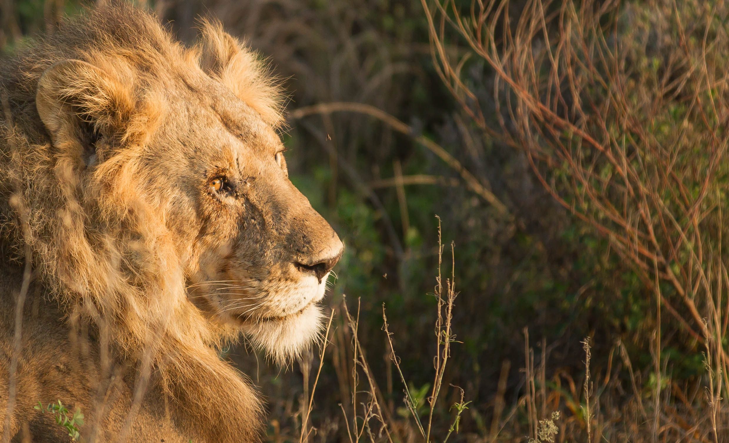 Shompole Lion